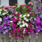 'Huakai Darong' Mixed Bonsai Petunia Hybrid 200 PCS Seeds