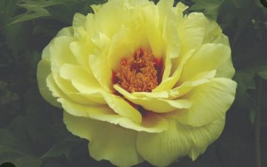 'Huangfeijui' Yellowish Orange Peony 5 PCS Seeds