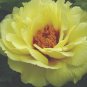'Huangfeijui' Yellowish Orange Peony 5 PCS Seeds