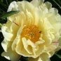 'Huangfeijui' Yellowish Orange Peony 5 PCS Seeds