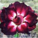'Immortality' Dark Red Adenium Obesum Desert Rose 2 PCS Seeds