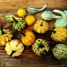 'Imperial Crown' Pumpkin Ornamental Squash 8 PCS Seeds