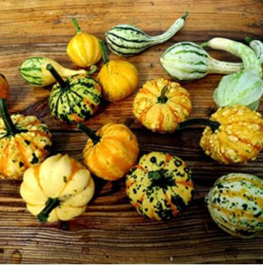 'Imperial Crown' Pumpkin Ornamental Squash 8 PCS Seeds