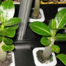 'Invincible Eastern' Adenium Desert Rose 2 PCS Seeds