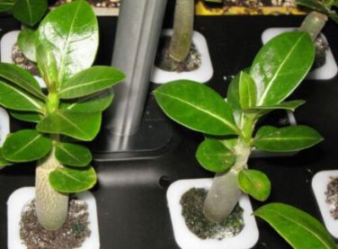 'Invincible Eastern' Adenium Desert Rose 2 PCS Seeds