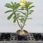 'Invincible Eastern' Adenium Desert Rose 2 PCS Seeds