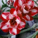 'Ji Yu' Adenium Desert Rose Bonsai 2 PCS Seeds