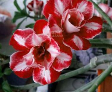 'Ji Yu' Adenium Desert Rose Bonsai 2 PCS Seeds