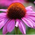 'Jiguan' Purple Echinacea Coneflower 100 PCS Seeds