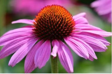 'Jiguan' Purple Echinacea Coneflower 100 PCS Seeds