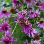 'Jiguan' Purple Echinacea Coneflower 100 PCS Seeds