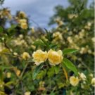 'Lady Banks' Yellow Climbing Rose Flower 50 PCS Seeds