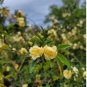 'Lady Banks' Yellow Climbing Rose Flower 50 PCS Seeds