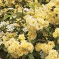 'Lady Banks' Yellow Climbing Rose Flower 50 PCS Seeds