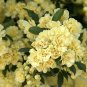 'Lady Banks' Yellow Climbing Rose Flower 50 PCS Seeds