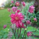 'lantern' Brown Orange Aquilegia Columbine Garden Perennial Flowers 50 PCS Seeds 'lantern' Brown Orange Aquilegia Columbine Garden Perennial Flowers 50 PCS Seeds