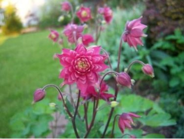 'lantern' Brown Orange Aquilegia Columbine Garden Perennial Flowers 50 PCS Seeds