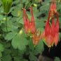 'lantern' Brown Orange Aquilegia Columbine Garden Perennial Flowers 50 PCS Seeds