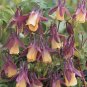 'lantern' Brown Orange Aquilegia Columbine Garden Perennial Flowers 50 PCS Seeds