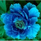 'Lanxing' Blue Silky Wavy Peony Flower 5 PCS Seeds