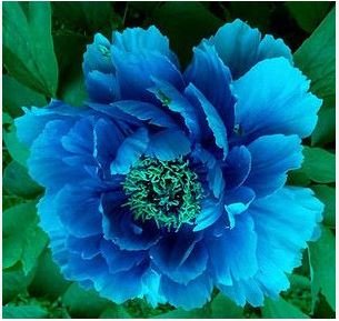 'Lanxing' Blue Silky Wavy Peony Flower 5 PCS Seeds