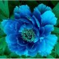 'Lanxing' Blue Silky Wavy Peony Flower 5 PCS Seeds