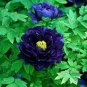 'Lanxing' Blue Silky Wavy Peony Flower 5 PCS Seeds