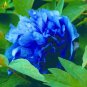 'Lanxing' Blue Silky Wavy Peony Flower 5 PCS Seeds