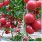 'Lingyue' Pink Tomato Hybrid 5 PCS Seeds