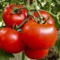 'Lingyue' Pink Tomato Hybrid 5 PCS Seeds