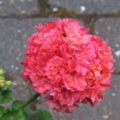 'Liuyu' Pinkish Red Geranium Flowers 10 PCS Seeds
