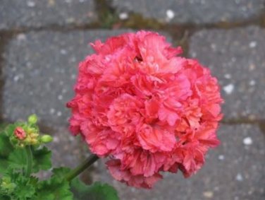 'Liuyu' Pinkish Red Geranium Flowers 10 PCS Seeds