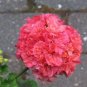 'Liuyu' Pinkish Red Geranium Flowers 10 PCS Seeds