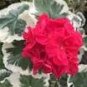 'Liuyu' Pinkish Red Geranium Flowers 10 PCS Seeds