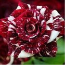 'LOVE IN ROSE' RARE RED WHITE Bonsai Flowers 420 PCS Seeds 'LOVE IN ROSE' RARE RED WHITE Bonsai Flowers 420 PCS Seeds