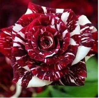 'LOVE IN ROSE' RARE RED WHITE Bonsai Flowers 420 PCS Seeds