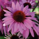 'May Jay' Red Purple Coneflower Echinacea purpurea Flower 100 PCS Seeds