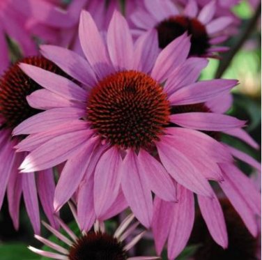 'May Jay' Red Purple Coneflower Echinacea purpurea Flower 100 PCS Seeds