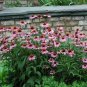 'May Jay' Red Purple Coneflower Echinacea purpurea Flower 100 PCS Seeds