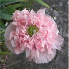 'Meilitianshi' Rose Pink Peony 5 PCS Seeds 'Meilitianshi' Rose Pink Peony 5 PCS Seeds