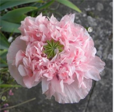 'Meilitianshi' Rose Pink Peony 5 PCS Seeds