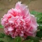 'Meilitianshi' Rose Pink Peony 5 PCS Seeds