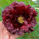 'Miami' Dark Red Burgundy Tree Peony Flower 5 PCS Seeds 'Miami' Dark Red Burgundy Tree Peony Flower 5 PCS Seeds