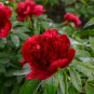 'Miami' Dark Red Burgundy Tree Peony Flower 5 PCS Seeds