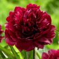 'Miami' Dark Red Burgundy Tree Peony Flower 5 PCS Seeds