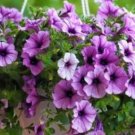 'Mik' Light Purple Petunia Hybrid 200 PCS Seeds