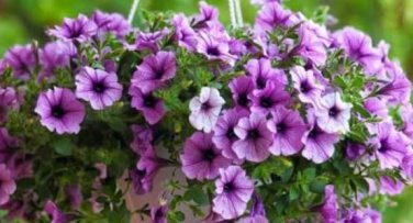 'Mik' Light Purple Petunia Hybrid 200 PCS Seeds