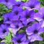 'Mik' Light Purple Petunia Hybrid 200 PCS Seeds