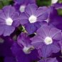 'Mik' Light Purple Petunia Hybrid 200 PCS Seeds