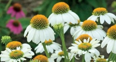 'Mozzarella' Echinacea Coneflower 100 PCS Seeds